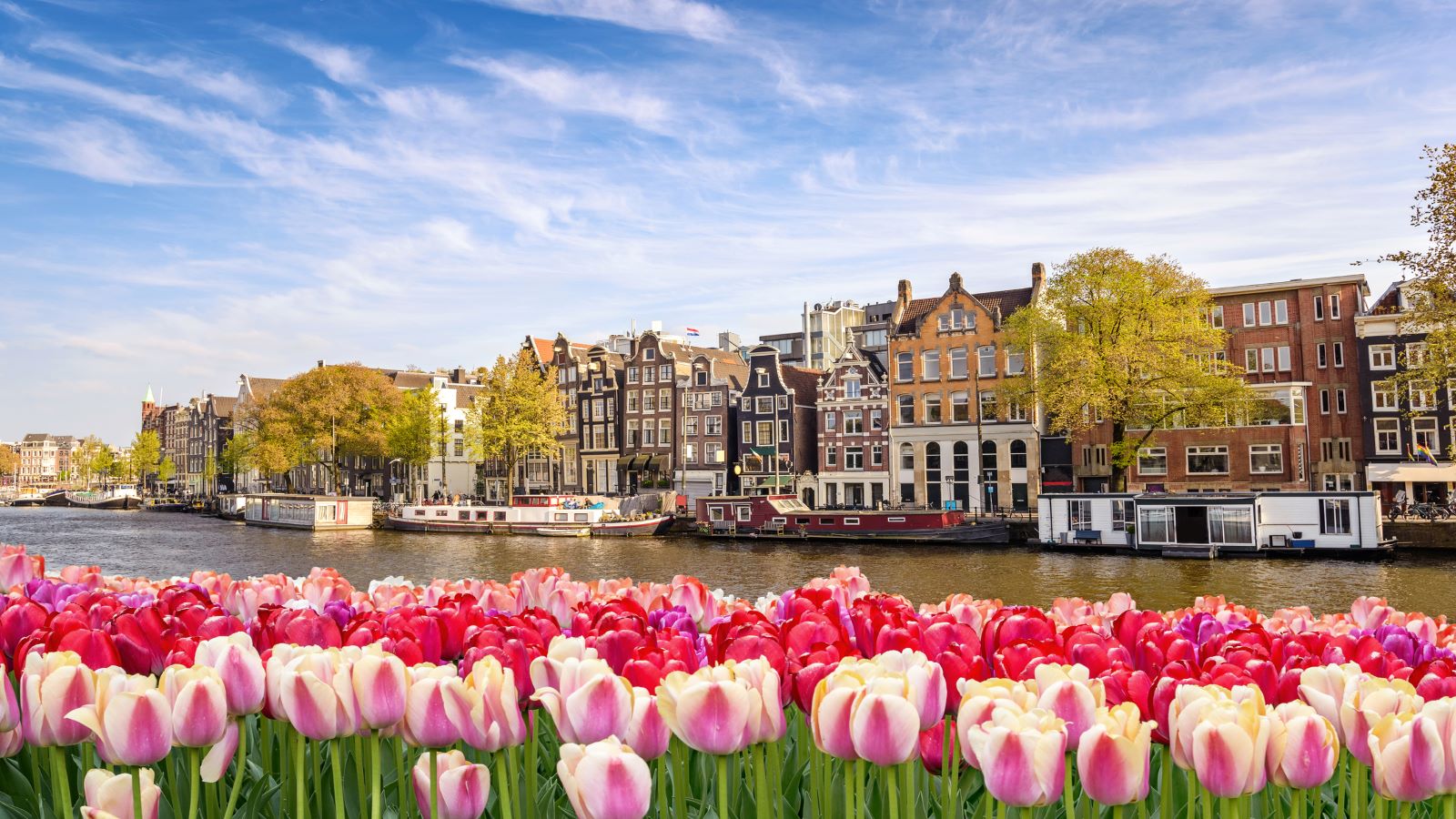 Amsterdam city skyline at canal waterfront with spring tulip flowers