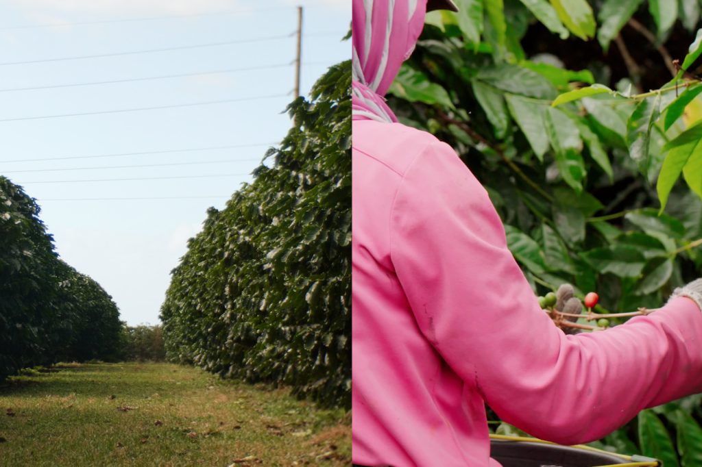 Left show a farm and right shows a woman harvesting beans for coffee.