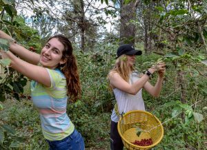 Brittany Shaheen (BA Marketing ’18) and Megan Reimel (BA Supply Chain ’20) picking coffee in Guatemala